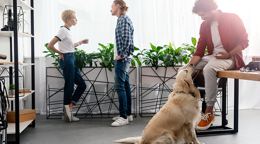 Friendly office dog