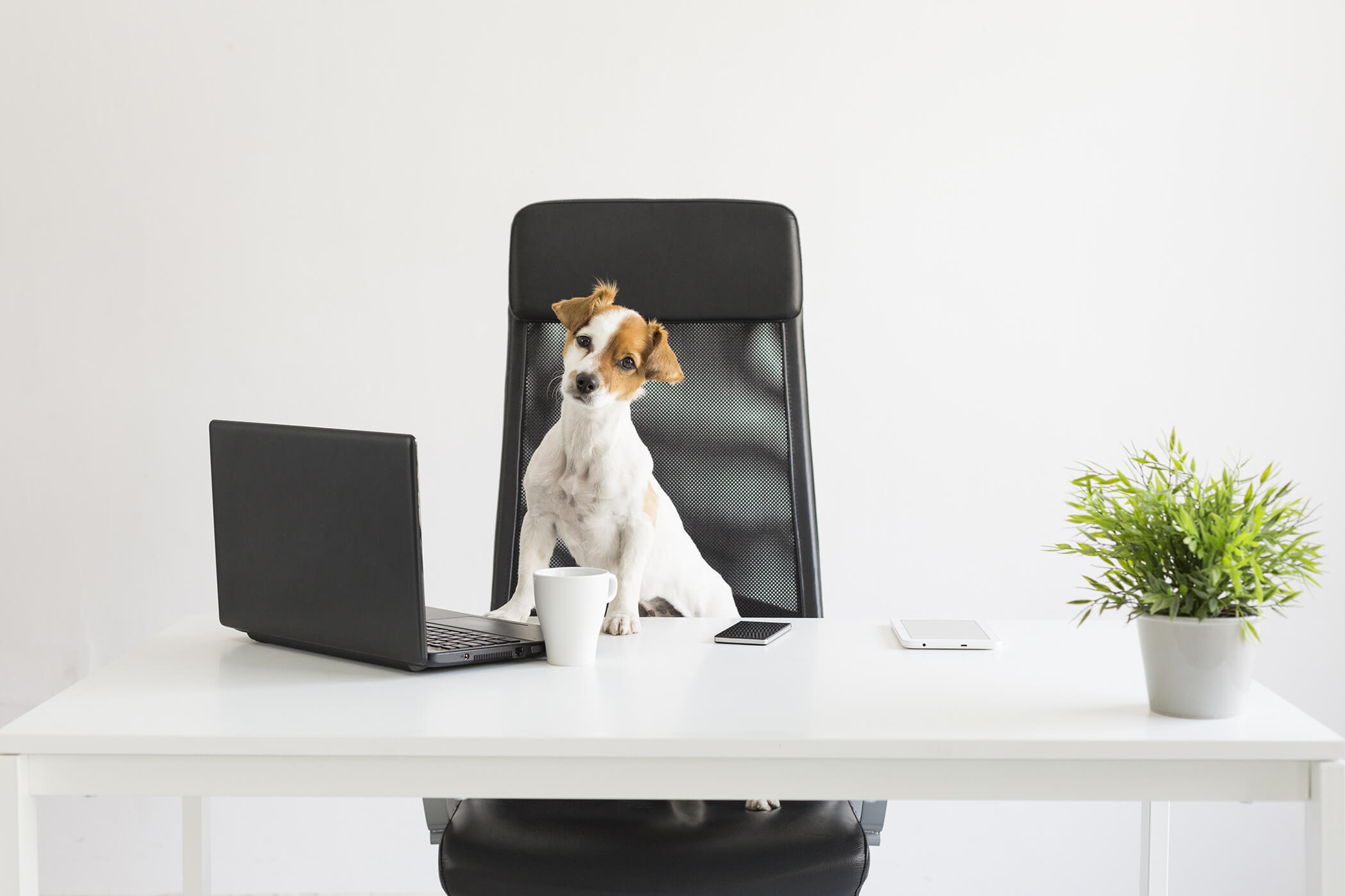 Ways To Keep A Dog Friendly Office Clean
