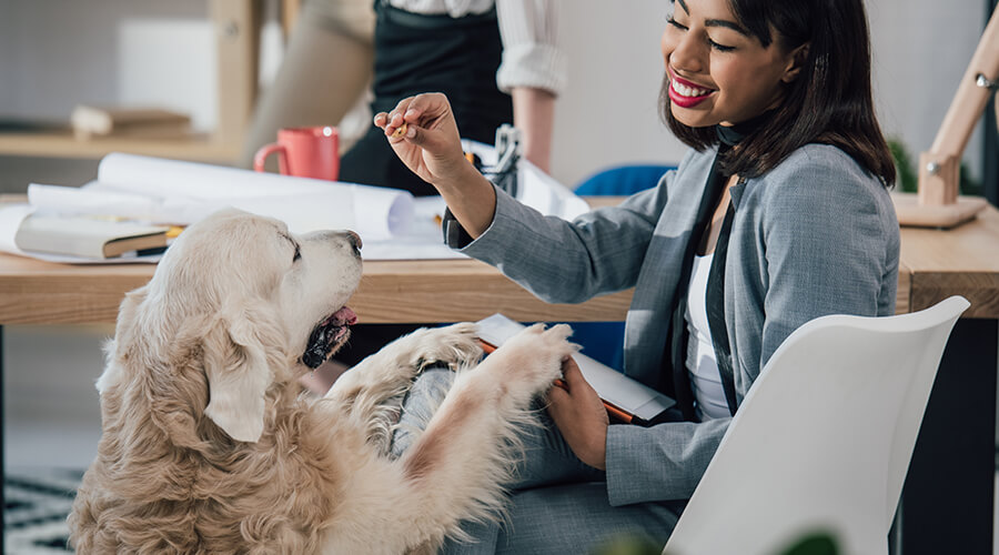 Businesswoman feeding dog