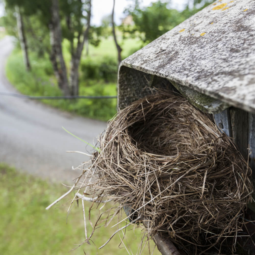 Birds Nest Removal